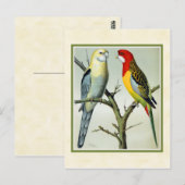 ヴィンテージロセルラパレーケッツイラストレーション ポストカード (正面/裏面)