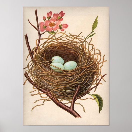 ヴィンテージロビンズエッグネストon開花樹枝 ポスター (正面)