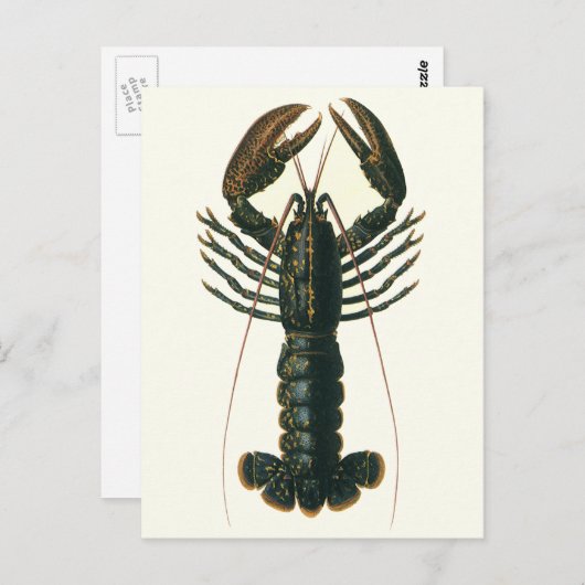 ヴィンテージロブスター、海洋海生命甲殻類 ポストカード (正面/裏面)
