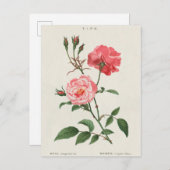 ヴィンテージローザフラワー ポストカード (正面/裏面)