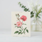 ヴィンテージローザフラワー ポストカード (スタンド正面)