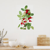 ヴィンテージローズヒップイラストレーション ポスター (キッチン)