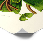 ヴィンテージロータスボタニカルプリント ポスター (角)