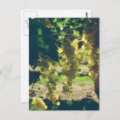 ヴィンテージワイナリーブドウ ポストカード (正面/裏面)