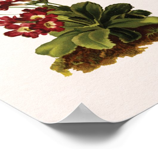 ヴィンテージワイルドフラワーチャートのウォールアート ポスター (角)