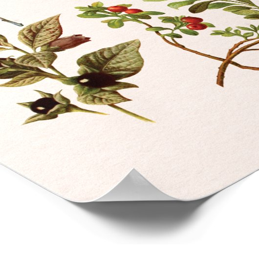 ヴィンテージワイルドフルーツグラフウォールアート ポスター (角)