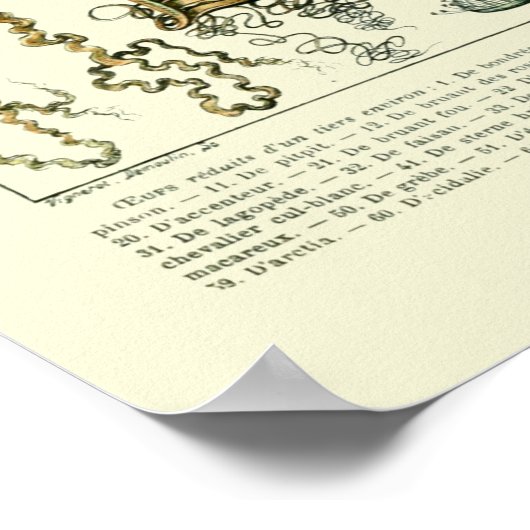 ヴィンテージワイルドライフエッグアートバイアドルフミロ ポスター (角)