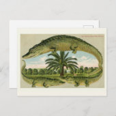 ヴィンテージワニ葉書 ポストカード (正面/裏面)