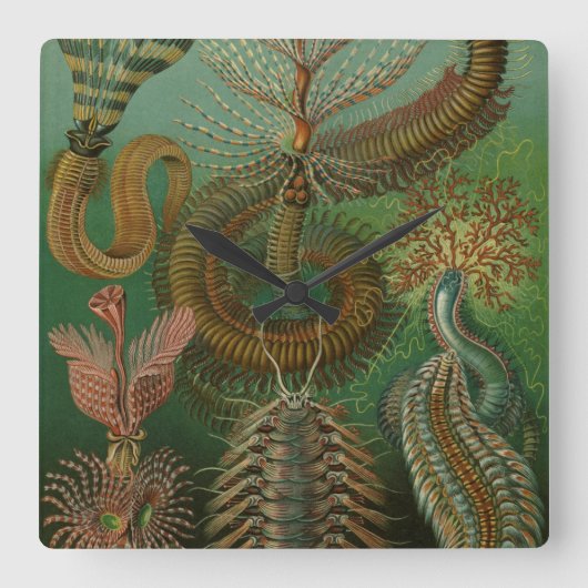 ヴィンテージワームズアンネリドズチェトポダ著エルンストヘッケル スクエア壁時計 (正面)