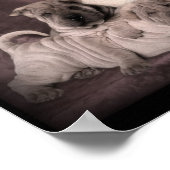 ヴィンテージ中国のシャールペイしわ、子犬 ポスター (角)