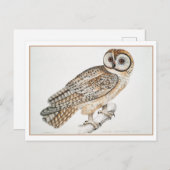 ヴィンテージ中国のフクロウイラストレーション ポストカード (正面/裏面)