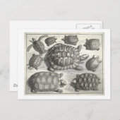 ヴィンテージ亀甲エッチング ポストカード (正面/裏面)