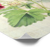 ヴィンテージ二重カーネーションストライプのオダマキ(植物) ポスター (角)