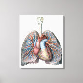 ヴィンテージ人体解剖学 肺 心臓 器官 血液 キャンバスプリント (正面)