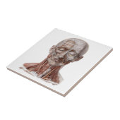 ヴィンテージ人体解剖学、頭のど鼻 タイル (側面)