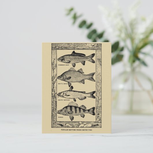ヴィンテージ人気がある淡水魚(Louis Rhead) ポストカード (スタンド正面)