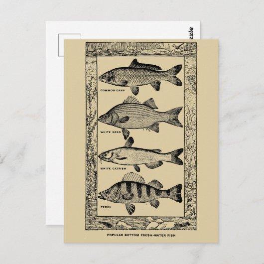 ヴィンテージ人気がある淡水魚(Louis Rhead) ポストカード (正面/裏面)