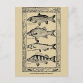 ヴィンテージ人気がある淡水魚(Louis Rhead) ポストカード (正面)