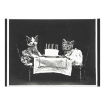 ヴィンテージ会の猫