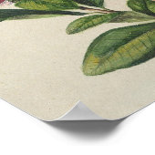 ヴィンテージ低木開花 ポスター (角)