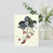 ヴィンテージ入りイチゴ実葉植物 ポストカード (スタンド正面)