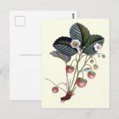 ヴィンテージ入りイチゴ実葉植物 ポストカード (正面/裏面)