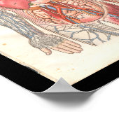 ヴィンテージ内部解剖学プリント ポスター (角)