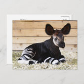 ヴィンテージ写真はがき ポストカード (正面/裏面)