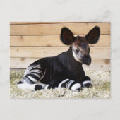 ヴィンテージ写真はがき ポストカード (正面)