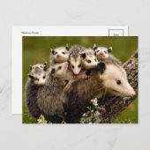 ヴィンテージ写真ポストカード ポストカード (正面/裏面)