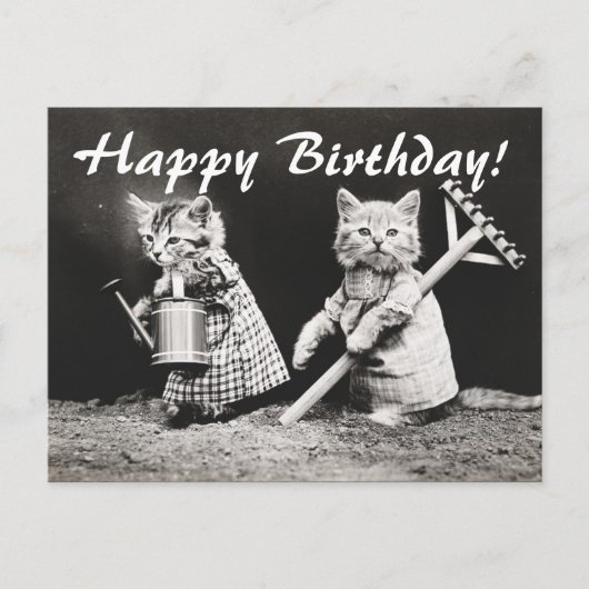 ヴィンテージ写真2匹の猫ガーデニングはがき ポストカード (正面)