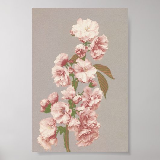 ヴィンテージ写真 ポスター (正面)