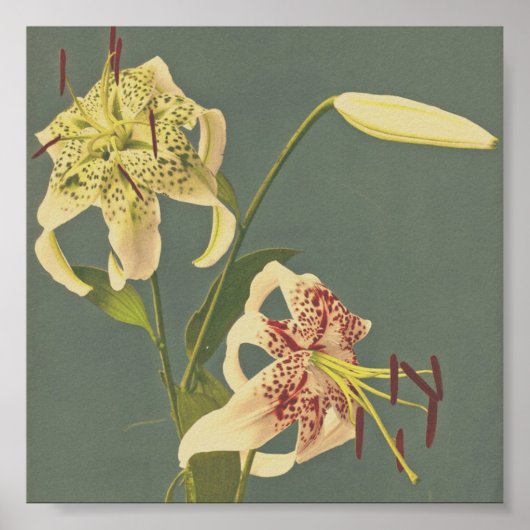 ヴィンテージ写真 ポスター (正面)