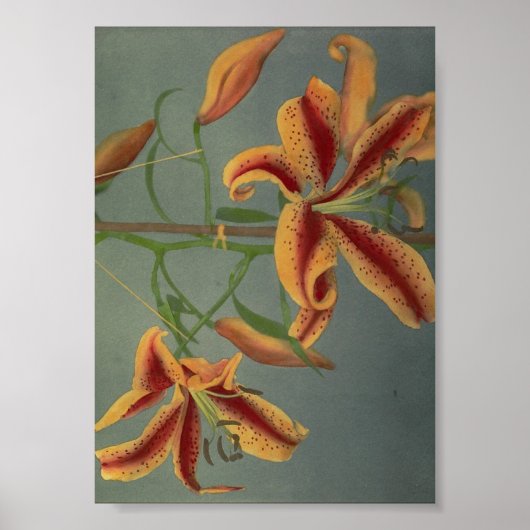 ヴィンテージ写真 ポスター (正面)