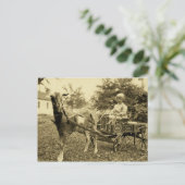 ヴィンテージ写真 – 「ヤギのカート」 – はがき (スタンド正面)