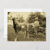 ヴィンテージ写真 – 「ヤギのカート」 – はがき (正面/裏面)