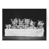 ヴィンテージ写真 – Kittens Having Tea (正面横)