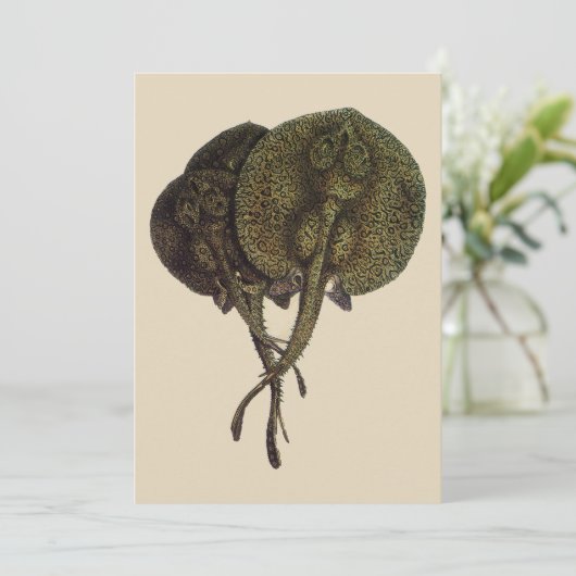 ヴィンテージ刺しエイ、海洋生物 (スタンド正面)