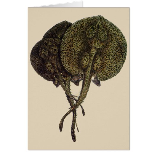 ヴィンテージ刺しエイ、海洋生物 (正面)