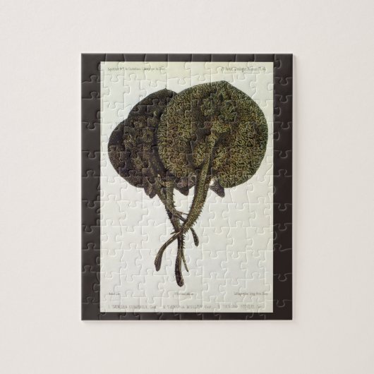 ヴィンテージ刺しエイ、海洋生物 ジグソーパズル (縦)