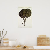 ヴィンテージ刺しエイ、海洋生物 ポスター (キッチン)