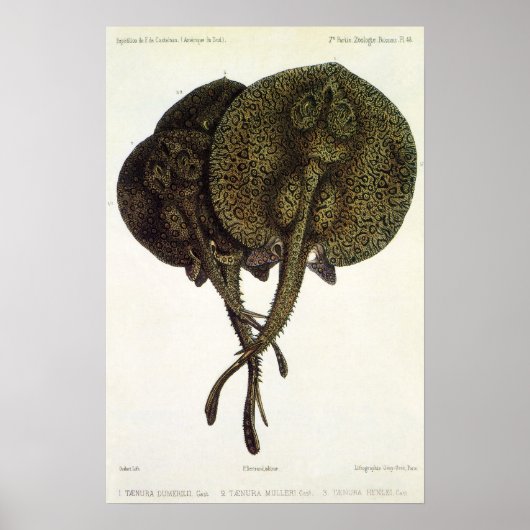 ヴィンテージ刺しエイ、海洋生物 ポスター (正面)