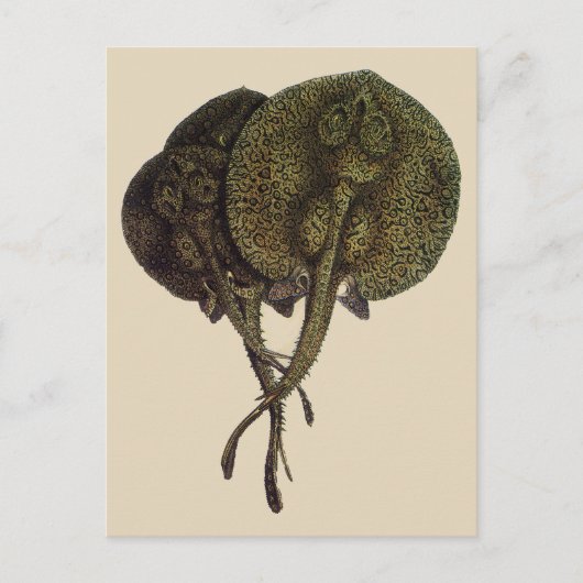 ヴィンテージ刺しエイ、海洋生物 ポストカード (正面)