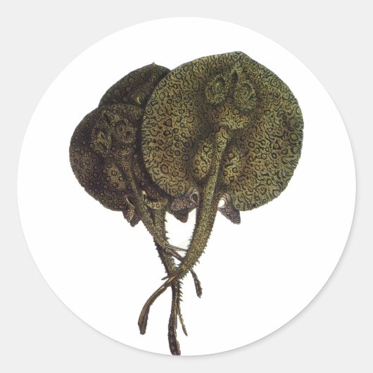 ヴィンテージ刺しエイ、海洋生物 ラウンドシール (正面)