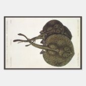 ヴィンテージ刺しエイ、海洋生物 ラッピングペーパーシート (正面)