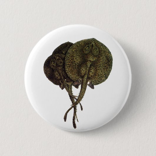 ヴィンテージ刺しエイ、海洋生物 缶バッジ (正面)