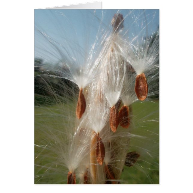 ヴィンテージ動植物ミルクウェズフローティング.jpg (正面)