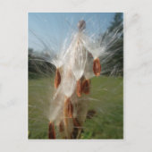 ヴィンテージ動植物ミルクウェズフローティング.jpg ポストカード (正面)