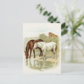 ヴィンテージ動物のかわいい馬のポストカード ポストカード (スタンド正面)