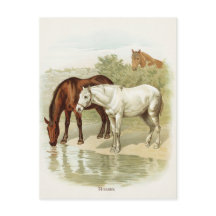 ヴィンテージ動物のかわいい馬のポストカード